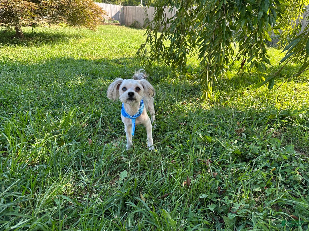 Yorkiepoo dogs for sale: Gilbert - Ad 8