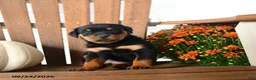 Rottweiler dogs for sale: Pennelope  - Ad 4