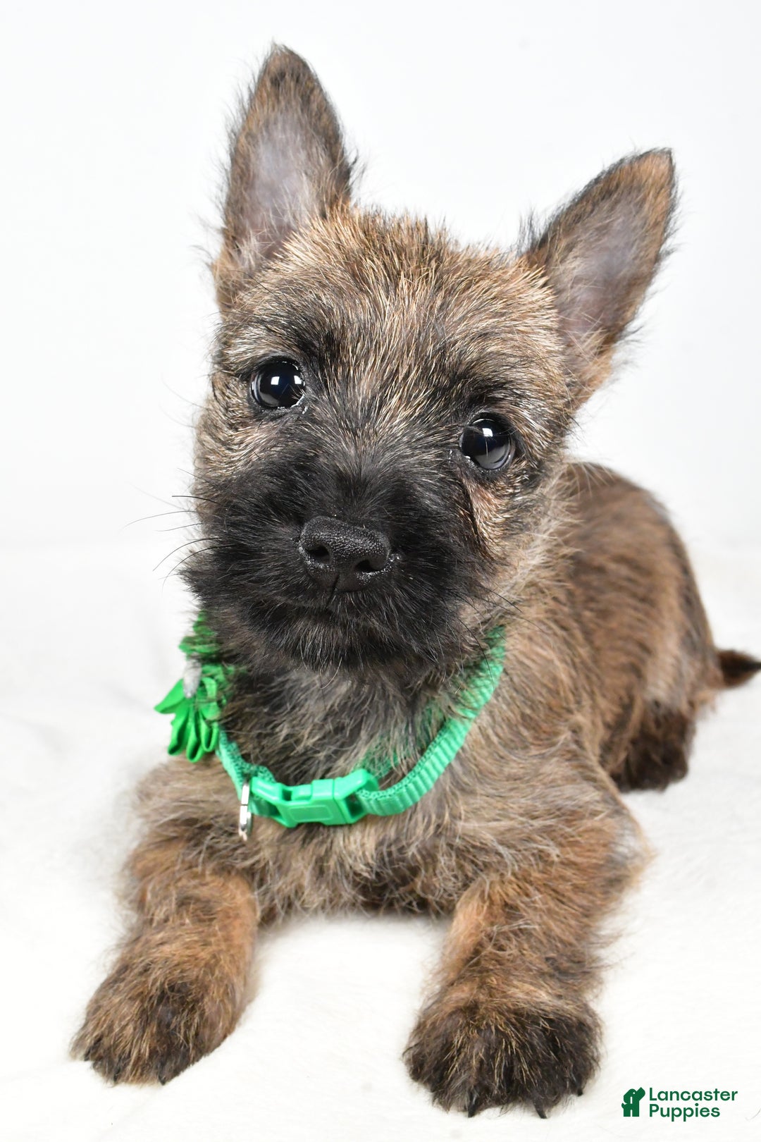 Cairn Terrier dogs for sale: Gabby - Ad 4