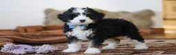 Mini Bernedoodle dogs for sale: Liam - Ad 4