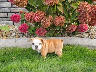 Mixed Breed dogs - Ad 17