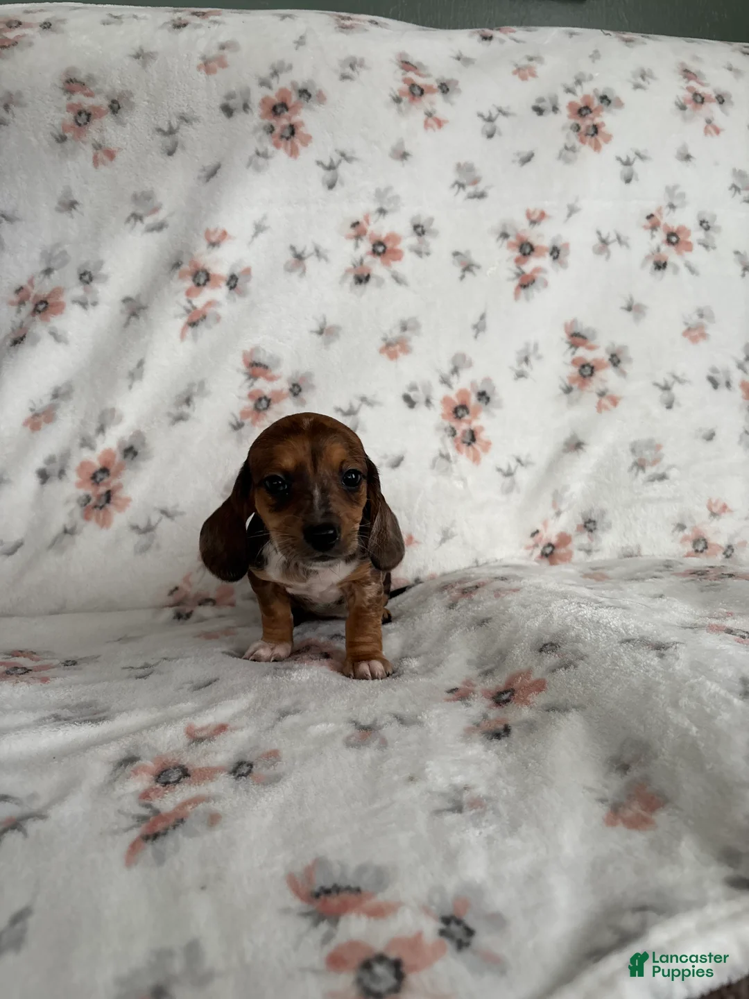 Miniature Dachshund dogs for sale: Miniature Dachshund Puppy 3 - Ad 4