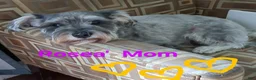 Miniature Schnauzer dogs for sale: Ben - Ad 2