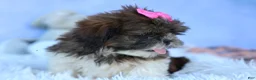 Shih Tzu dogs for sale: RUBY - Ad 12