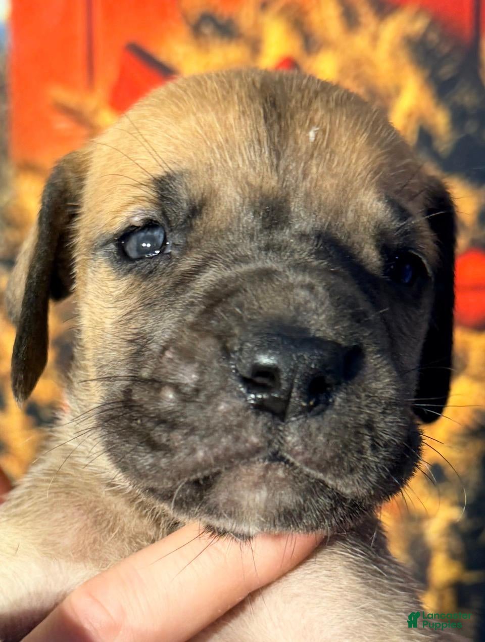 Great Dane dogs Victor - Dark Fawn - Ad 17