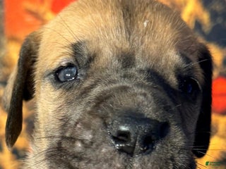 Great Dane dogs Victor - Dark Fawn - Ad 36