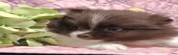 Pomeranian dogs for sale: Peachy keen - Ad 4