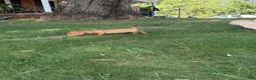 Miniature Dachshund dogs for sale: Sport - Ad 8