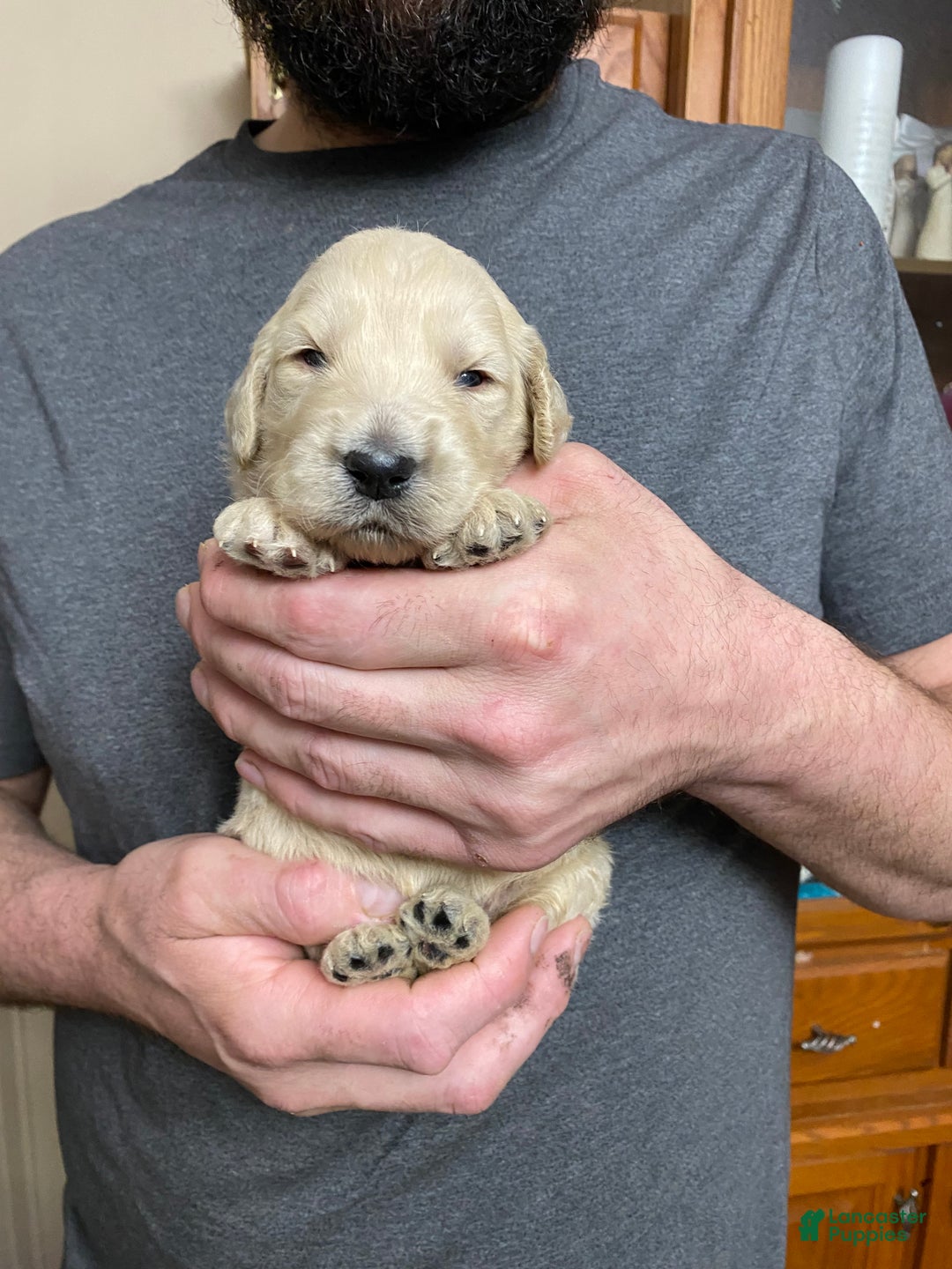 Goldendoodle dogs for sale: Goldendoodle Puppy 7 - Ad 1