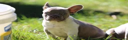 French Bulldog dogs for sale: Bruno - Ad 3