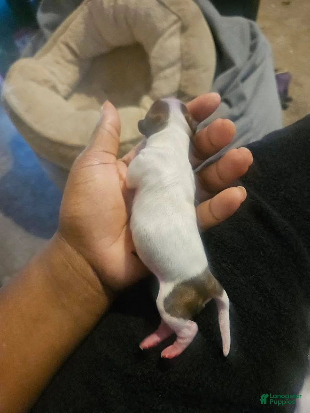 Maltipoo dogs for sale: Maltipoo 2 - Ad 1