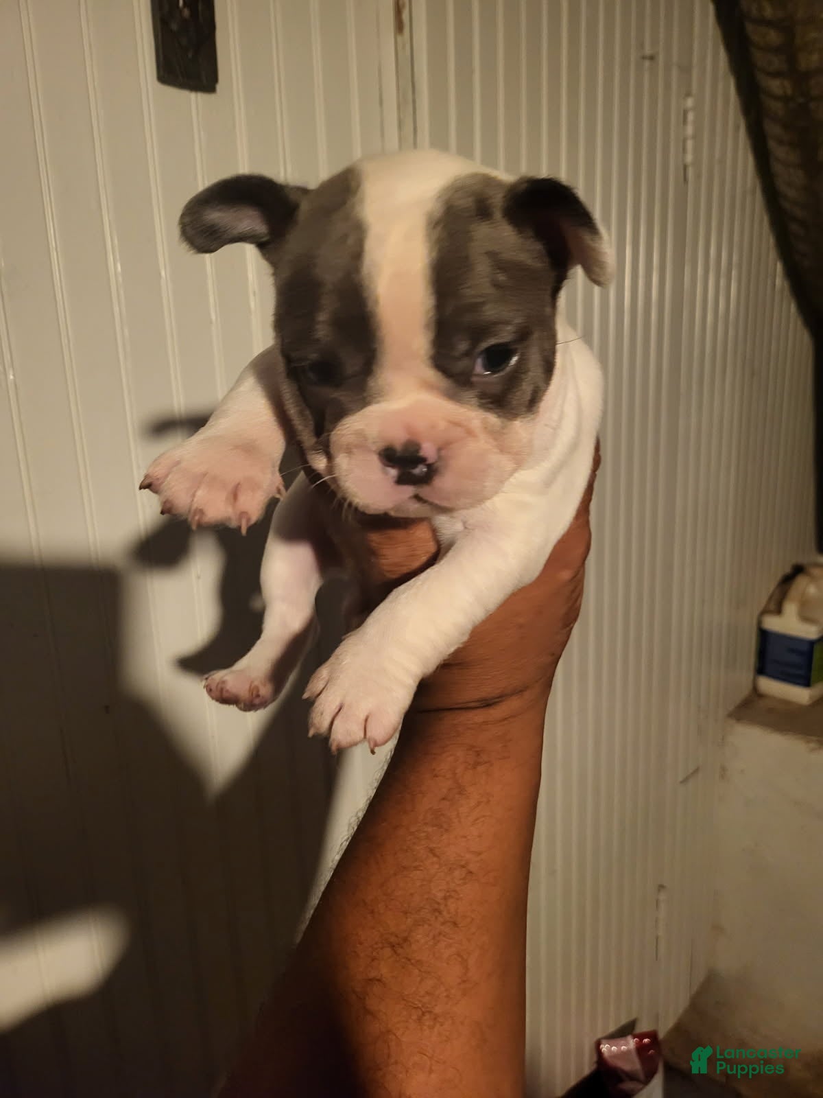 French Bulldog dogs for sale: French Bulldog Girl - Ad 4