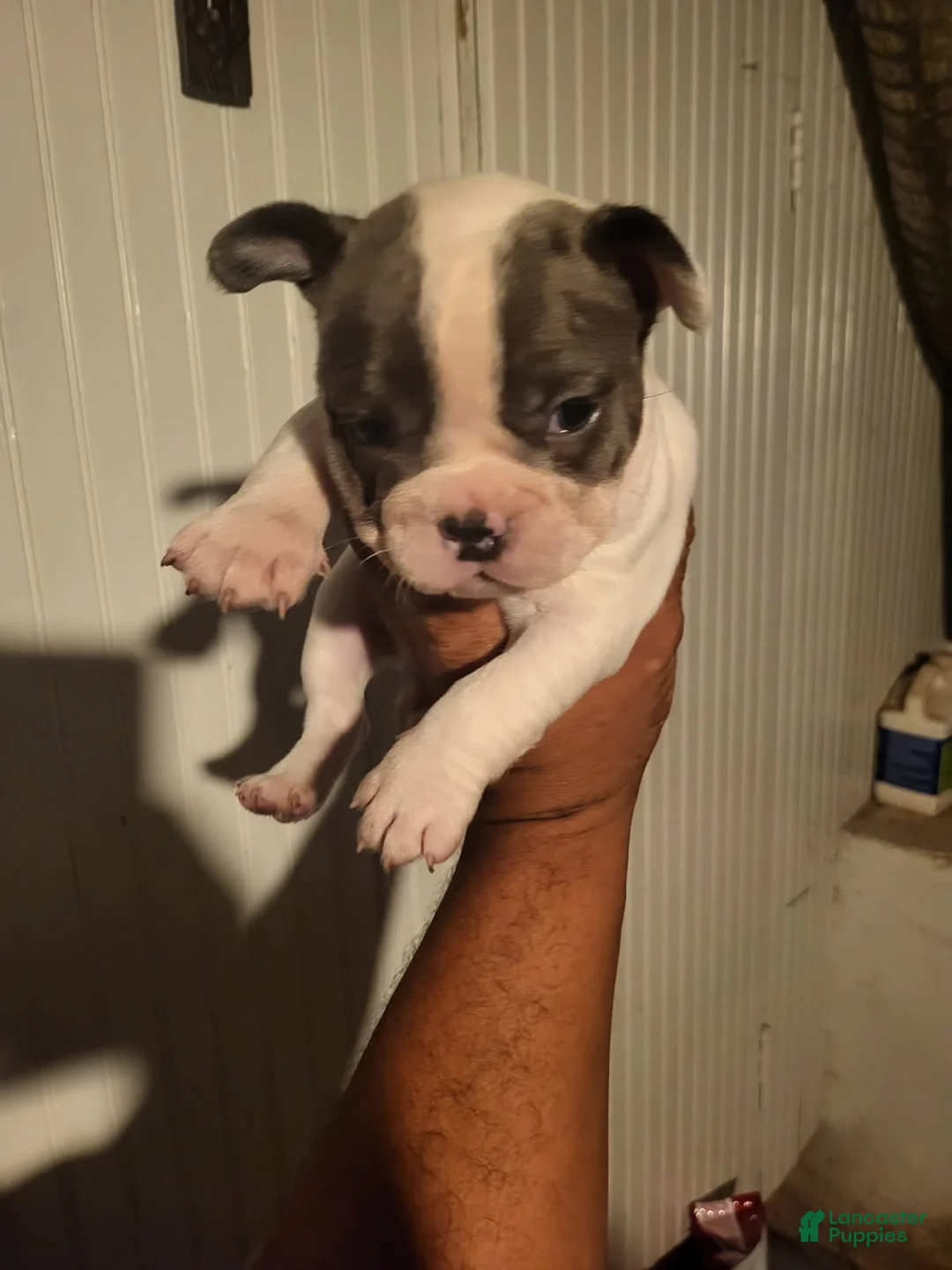 French Bulldog dogs for sale: French Bulldog Girl - Ad 1