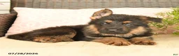 German Shepherd dogs for sale: Lincoln - Ad 3