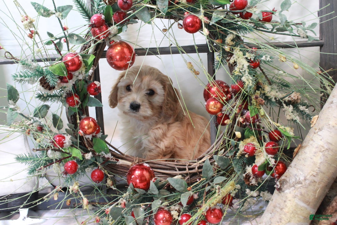 Cavachon dogs for sale: Snowball - Ad 15