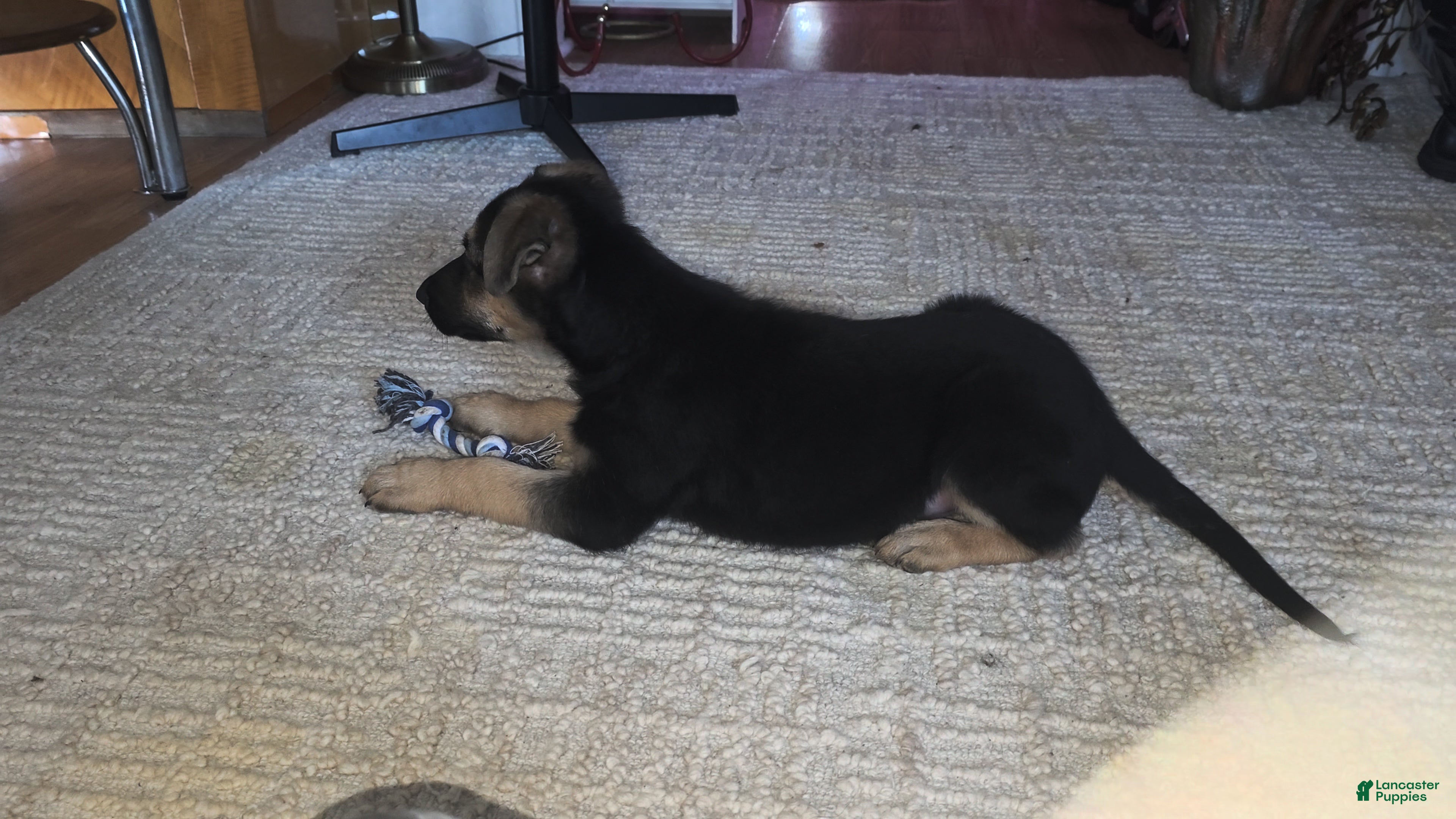 German Shepherd dogs Bella (5) - Ad 9