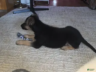 German Shepherd dogs Bella (5) - Ad 9