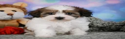 Maltipoo dogs for sale: Ruby - Ad 4