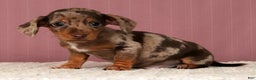 Miniature Dachshund dogs for sale: Kendrix - Ad 1