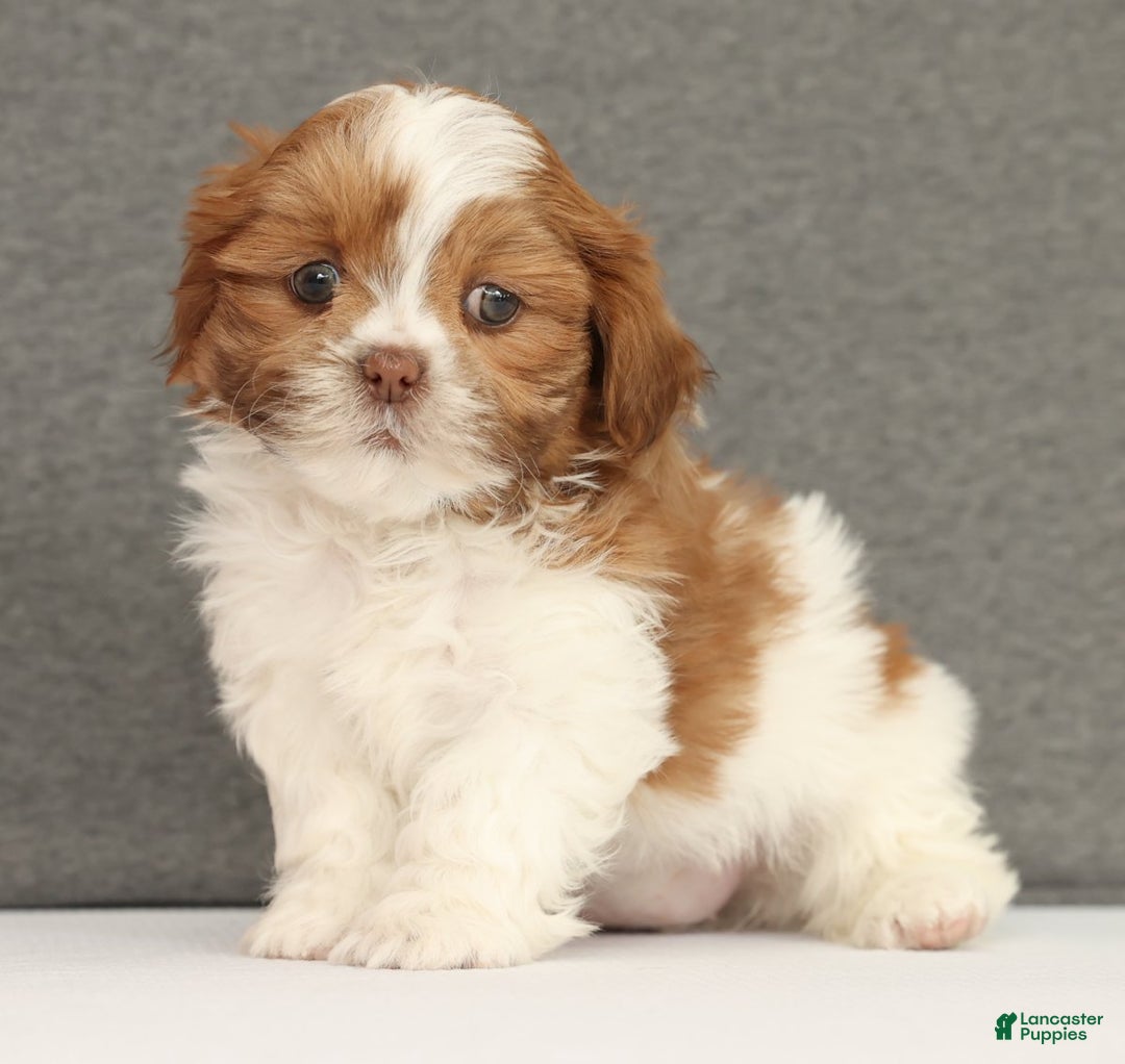 Shih Tzu dogs for sale: Elise - Ad 1