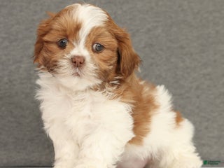 Shih Tzu dogs Elise - Ad 2