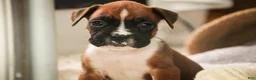 Boxer dogs for sale: Matcha - Ad 1