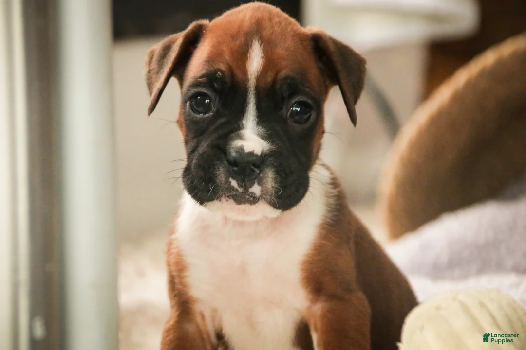Boxer dogs for sale: Matcha - Ad 1