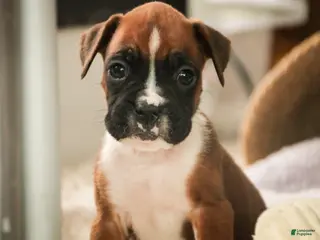 Boxer dogs Matcha - Ad 27