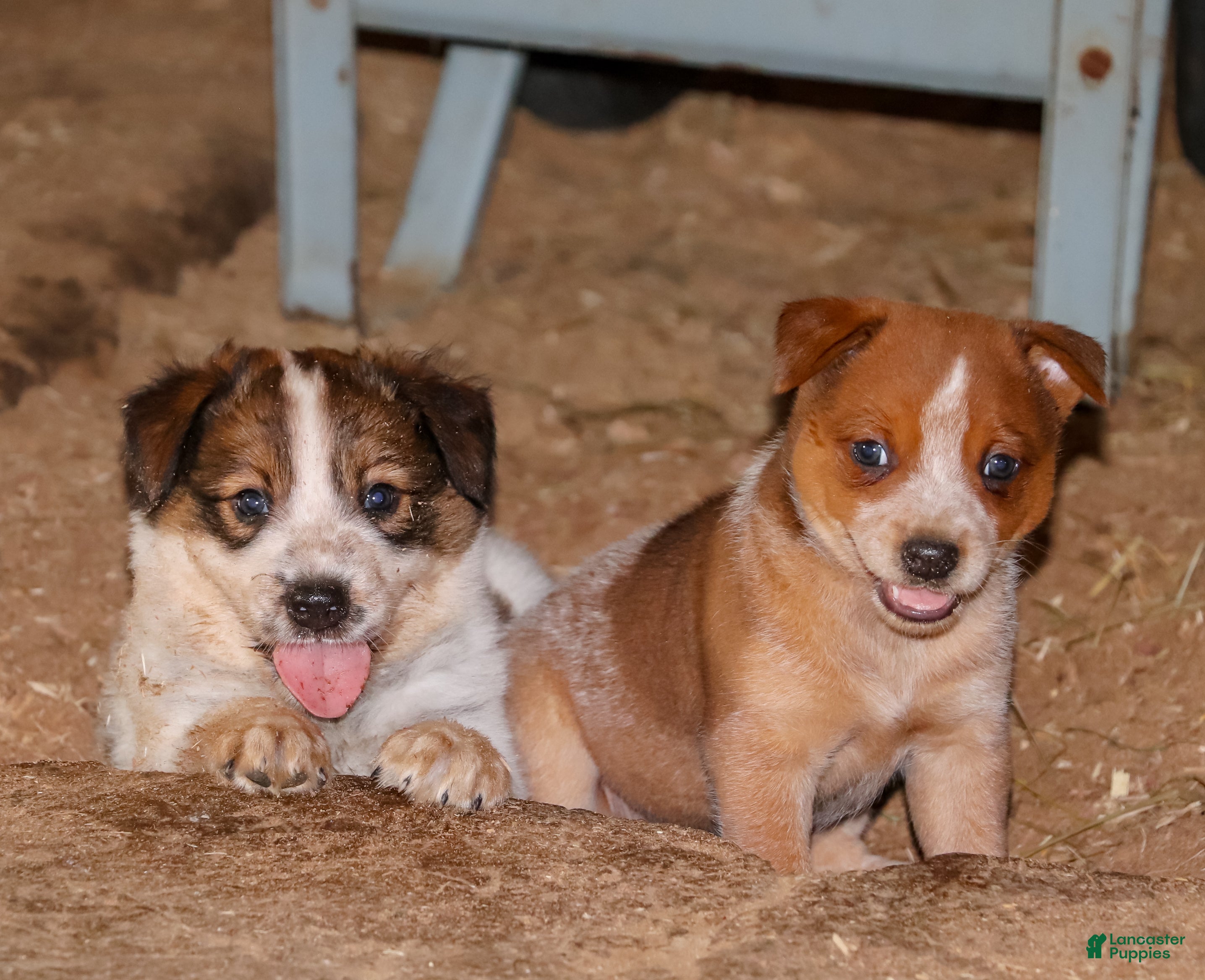Australian Cattle Dog dogs Shiloh  - Ad 2