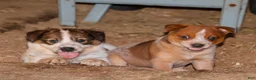 Australian Cattle Dog dogs for sale: Shiloh  - Ad 2