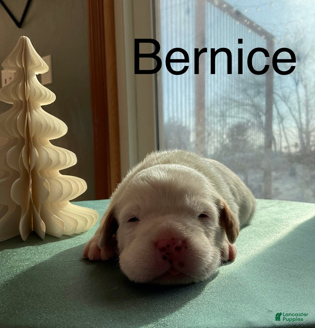 Mixed Breed dogs for sale:  Bernice - Ad 1