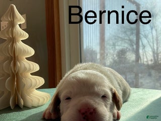 Mixed Breed dogs Bernice - Ad 7