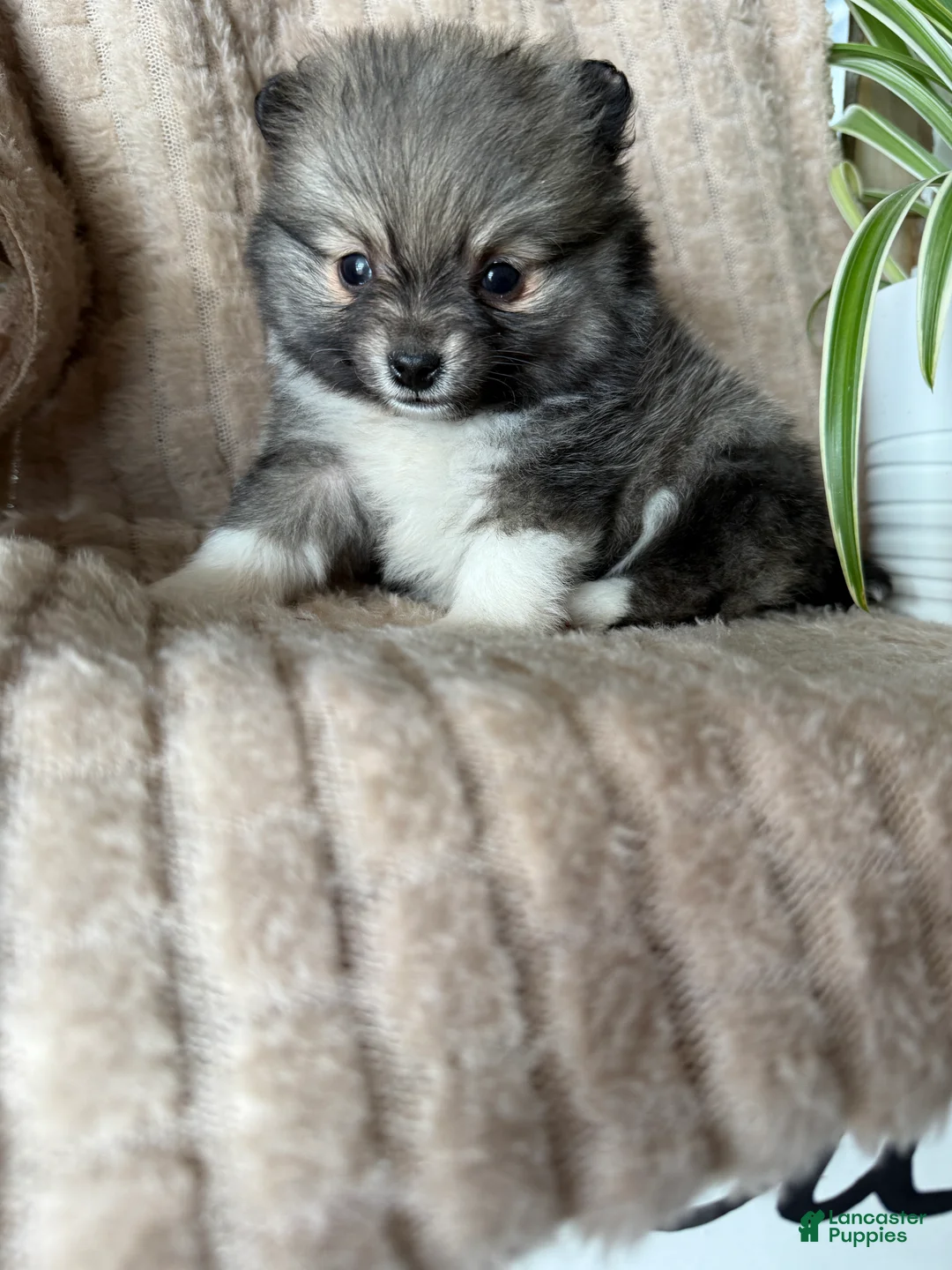 Pomeranian dogs for sale: Lynn - Ad 15