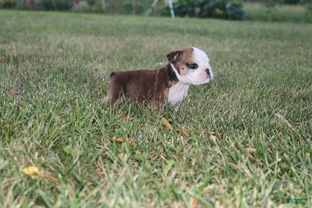 English Bulldog dogs for sale: English Bulldog 5 - Ad 2