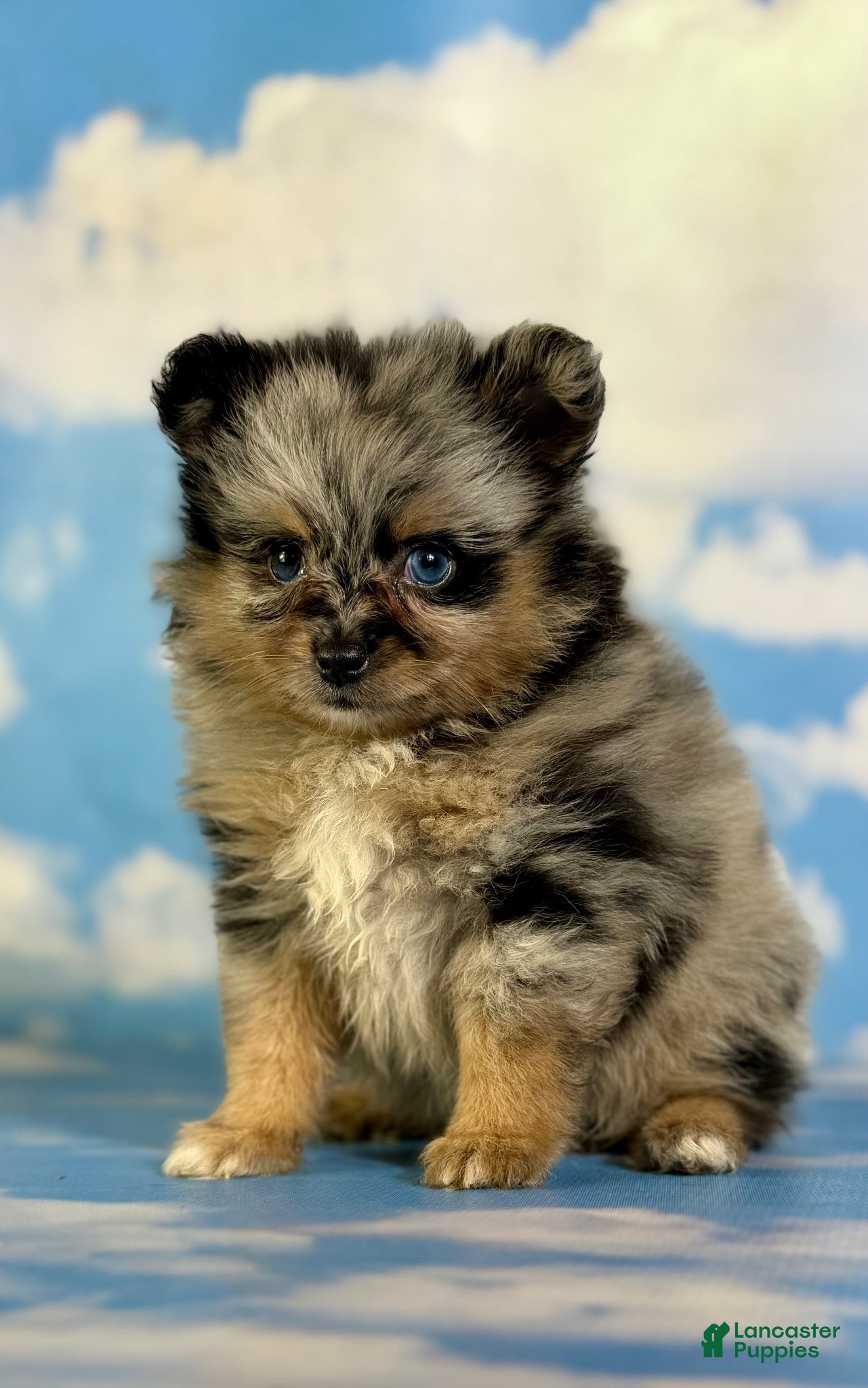 Pomeranian dogs Tulip - Ad 1