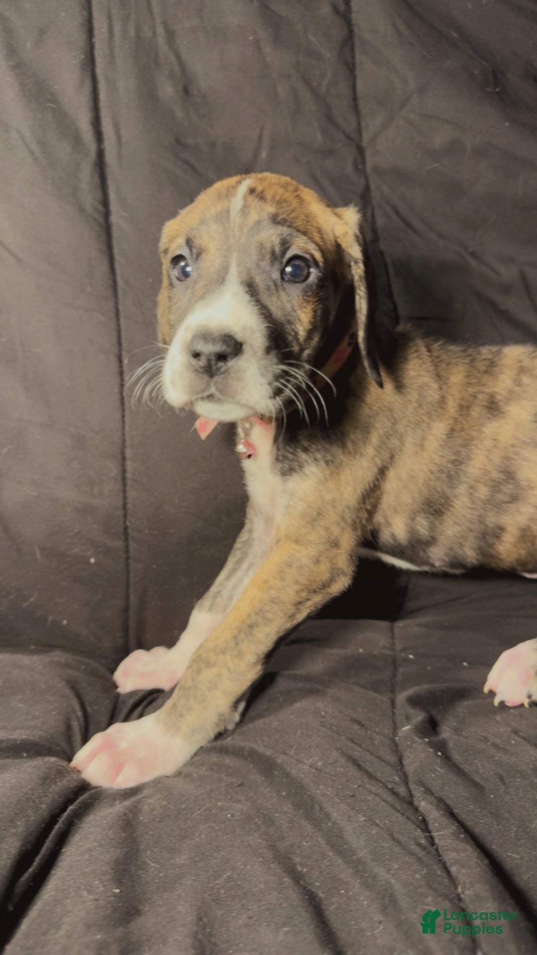Great Dane dogs for sale: Izzy - Ad 8