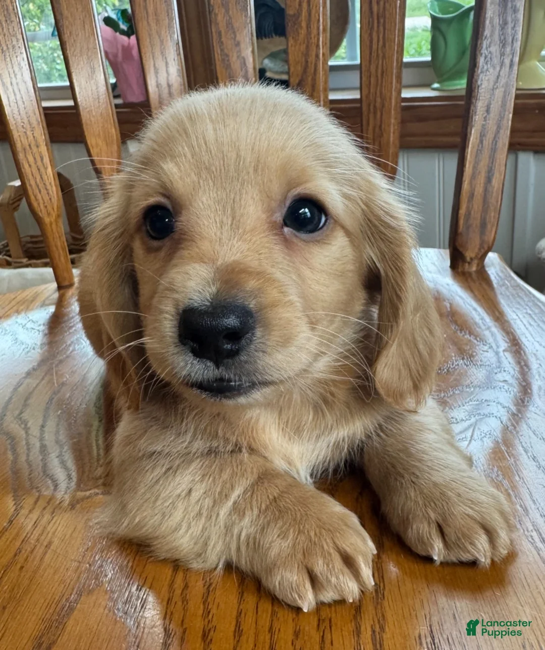 Miniature Dachshund dogs for sale: Super Sweet BRIE~! - Ad 1