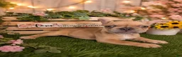 French Bulldog dogs for sale: Mellow  - Ad 2