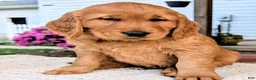 Golden Retriever dogs for sale: Cooper - Ad 2