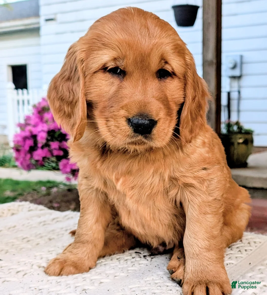 Golden Retriever dogs for sale: Cooper - Ad 2