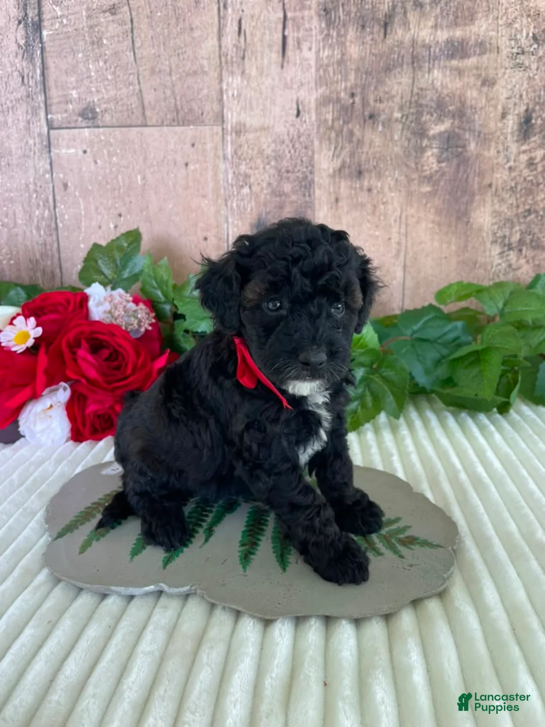 Mini Goldendoodle dogs for sale: Miss Wafer - Ad 2