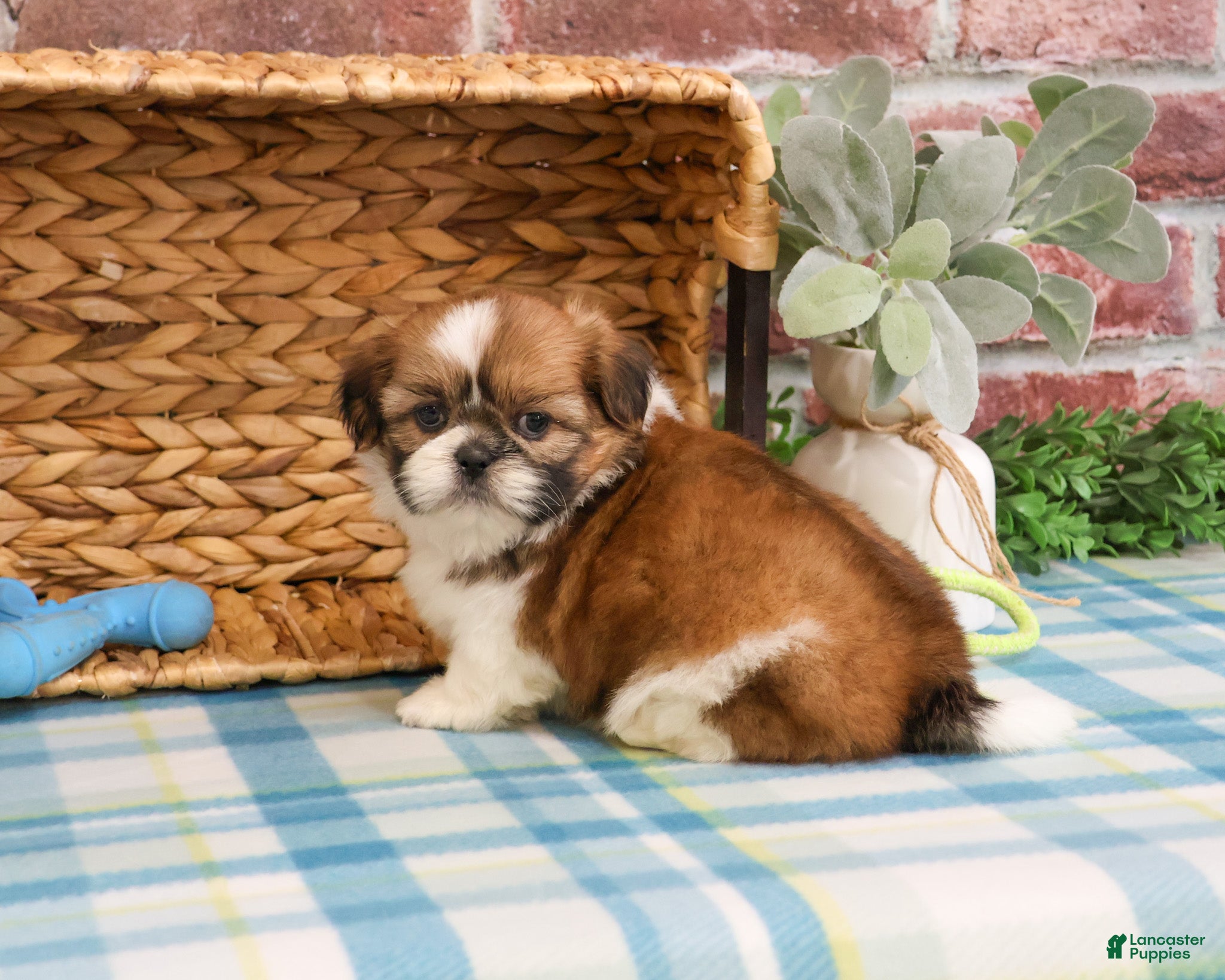 Shih Tzu dogs Flash  - Ad 27