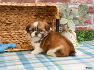Shih Tzu dogs Flash - Ad 27