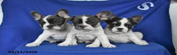 French Bulldog dogs for sale: Angel - Ad 5
