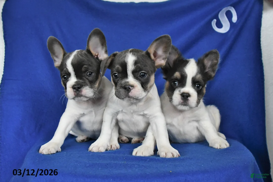 French Bulldog dogs for sale: Angel - Ad 5
