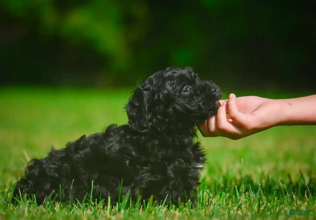 Mini Bernedoodle dogs for sale: Lilly - F1B - Ad 5