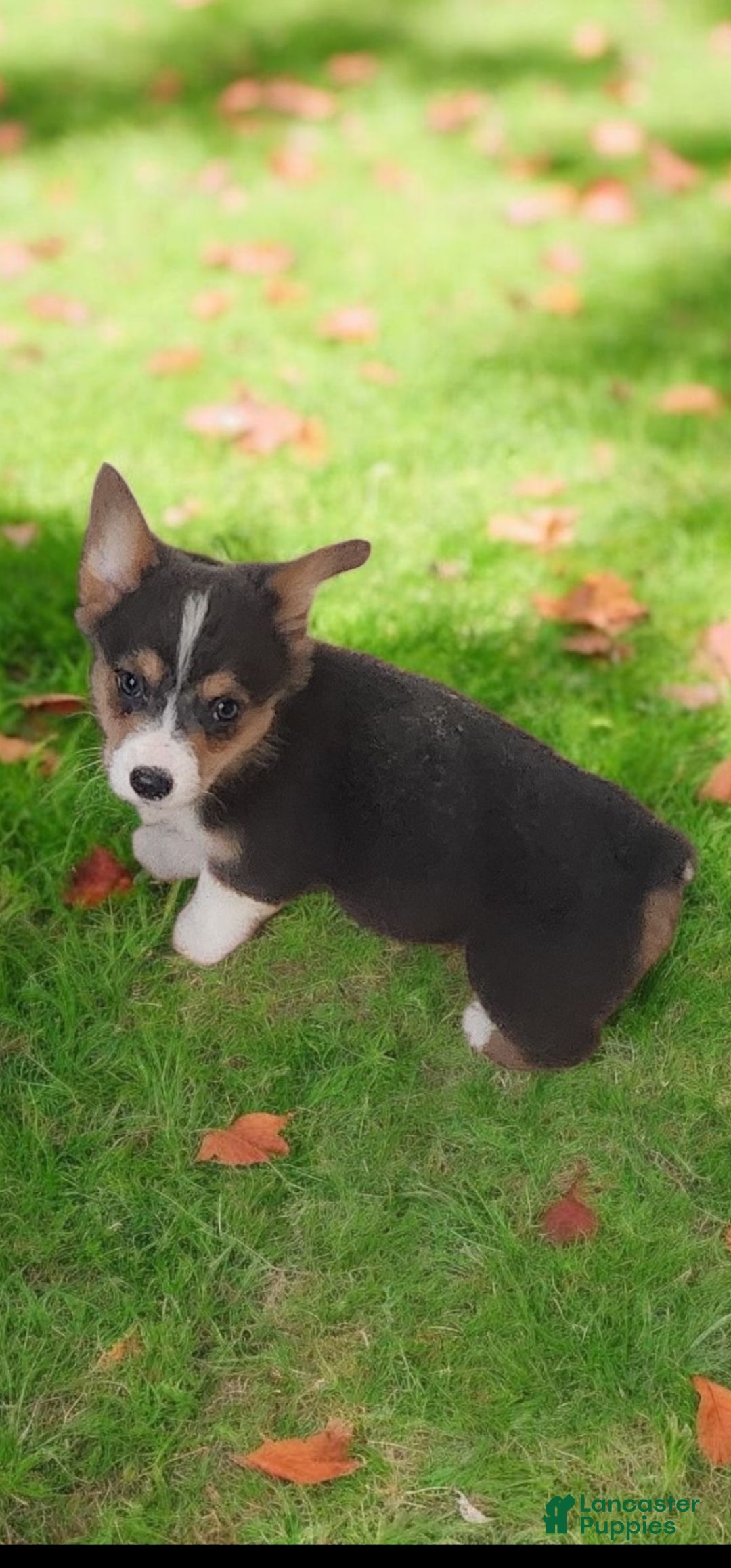 Welsh Corgi Pembroke dogs for sale: Alfie bluie  - Ad 25