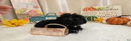 Yorkiepoo dogs for sale: Ava Jolene - Ad 5