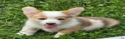 Welsh Corgi Pembroke dogs for sale: Beautiful Bentley  - Ad 24