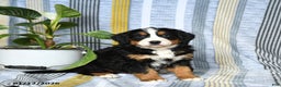 Bernese Mountain Dog dogs for sale: Bear - Ad 2